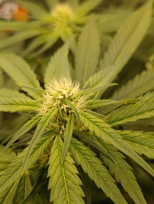 Smashberry Fumez Anesia DWC. Week 8