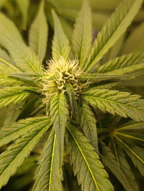 Smashberry Fumez Anesia DWC. Week 8