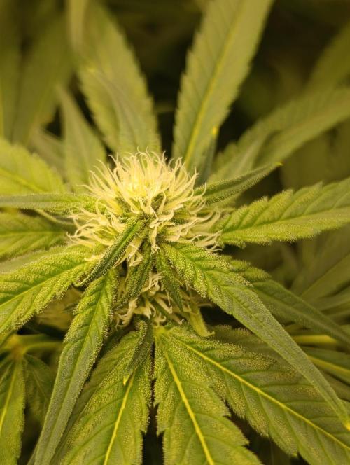 Smashberry Fumez Anesia DWC. Week 8