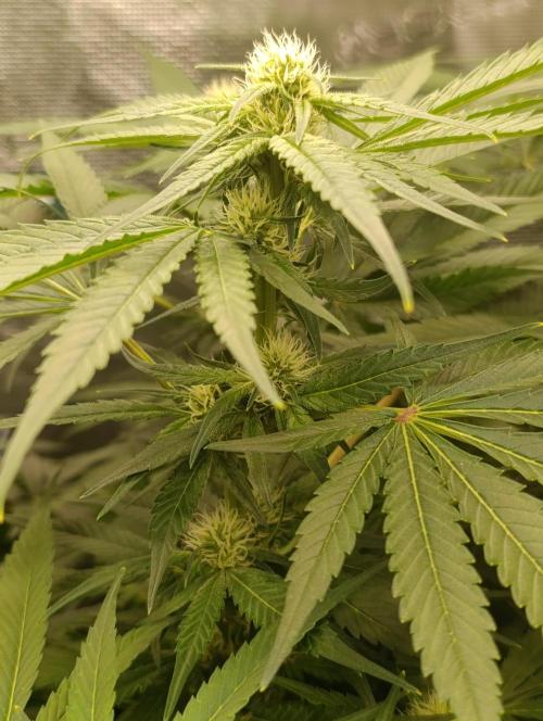 Smashberry Fumez Anesia DWC. Week 8