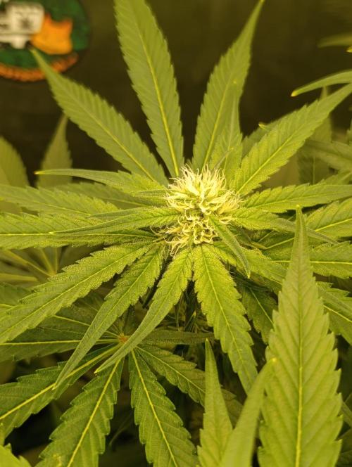 Smashberry Fumez Anesia DWC. Week 8