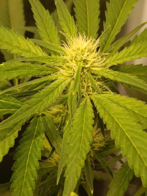 Smashberry Fumez Anesia DWC. Week 8