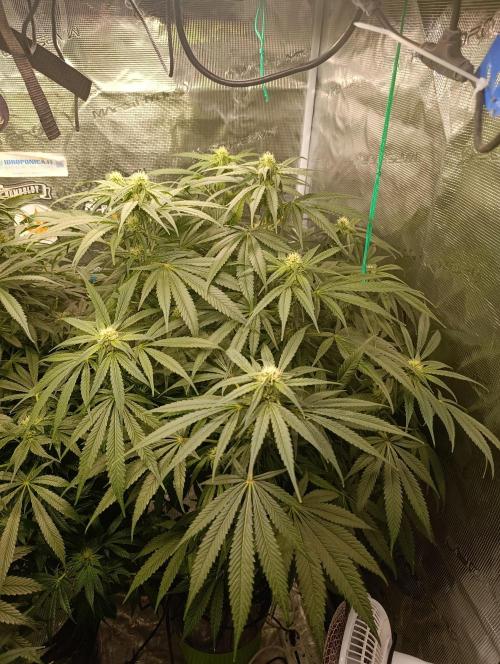 Smashberry Fumez Anesia DWC. Week 8