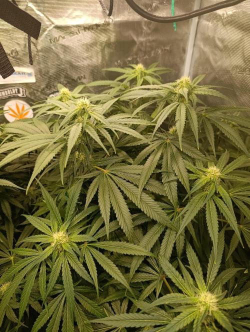 Smashberry Fumez Anesia DWC. Week 8