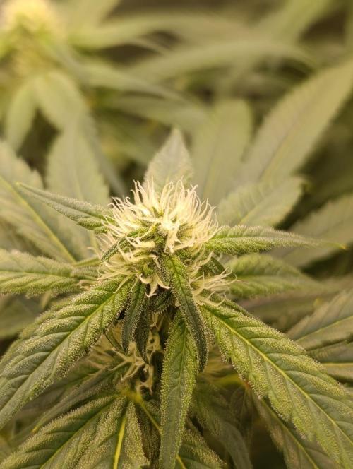 Smashberry Fumez Anesia DWC. Week 8