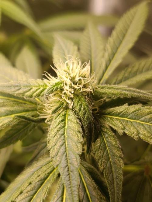 Smashberry Fumez Anesia DWC. Week 8