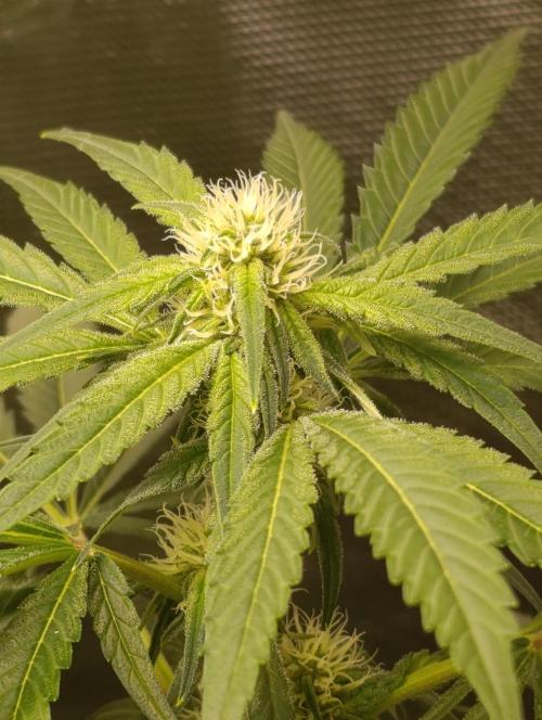 Smashberry Fumez Anesia DWC. Week 8