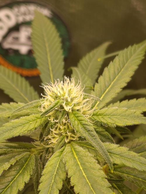 Smashberry Fumez Anesia DWC. Week 8