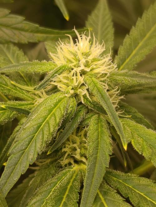 Smashberry Fumez Anesia DWC. Week 8