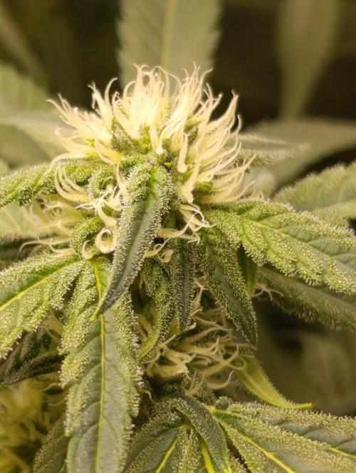 Smashberry Fumez Anesia DWC. Week 8