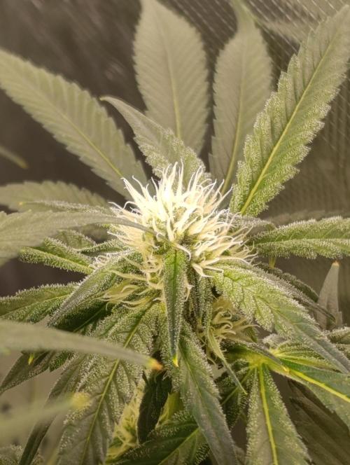 Smashberry Fumez Anesia DWC. Week 8