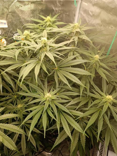 Smashberry Fumez Anesia DWC. Week 8