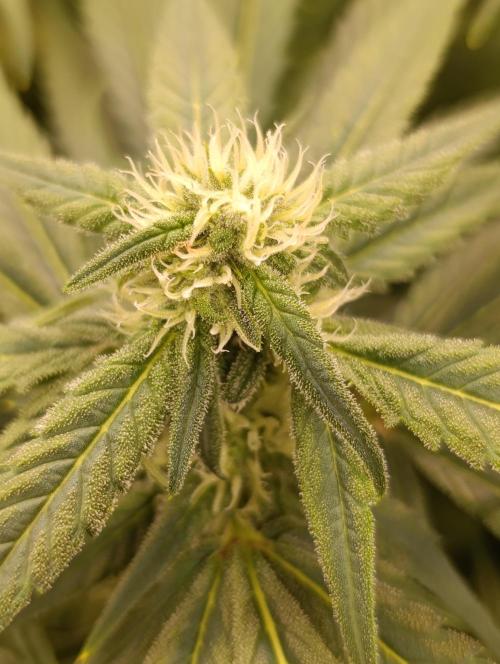 Smashberry Fumez Anesia DWC. Week 8