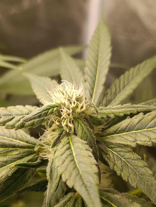 Smashberry Fumez Anesia DWC. Week 8