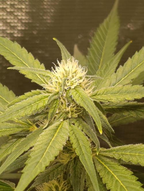 Smashberry Fumez Anesia DWC. Week 8