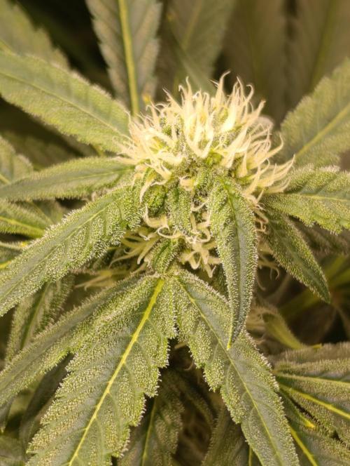 Smashberry Fumez Anesia DWC. Week 8