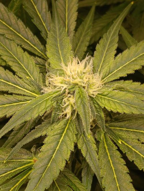 Smashberry Fumez Anesia DWC. Week 8