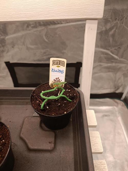 Zillions/Barney'S. Week 1