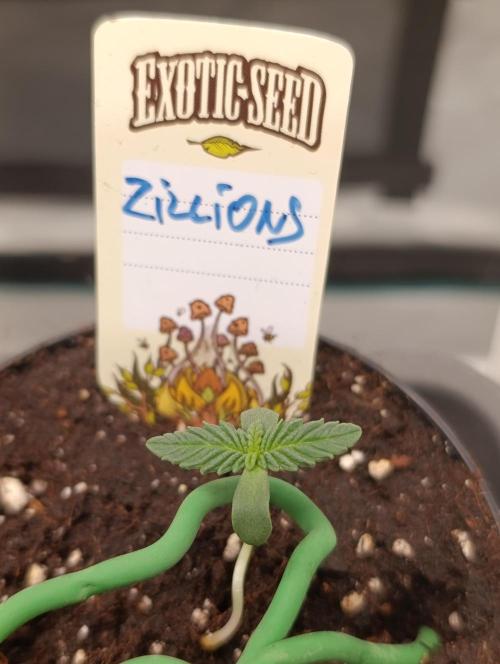 Zillions/Barney'S. Week 1