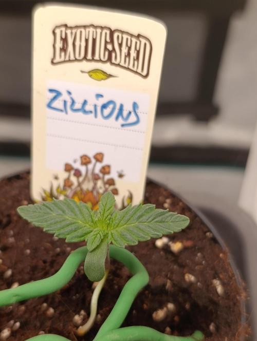 Zillions/Barney'S. Week 1