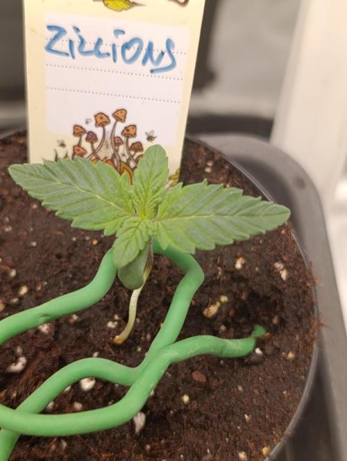 Zillions/Barney'S. Week 1