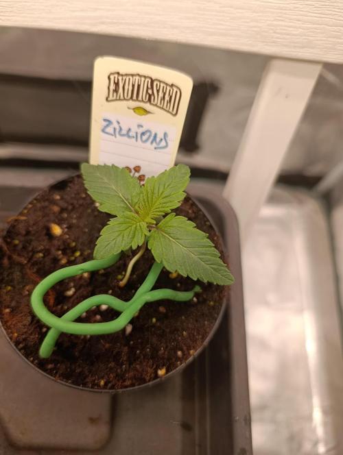 Zillions/Barney'S. Week 1