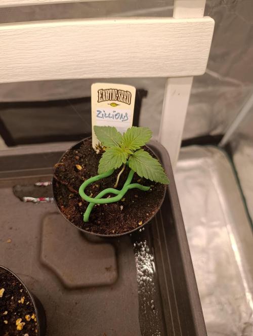 Zillions/Barney'S. Week 1