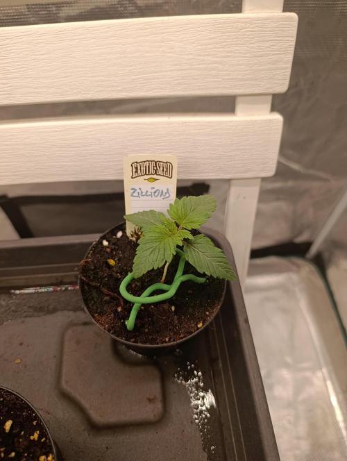 Zillions/Barney'S. Week 1