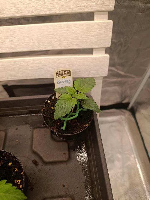 Zillions/Barney'S. Week 1