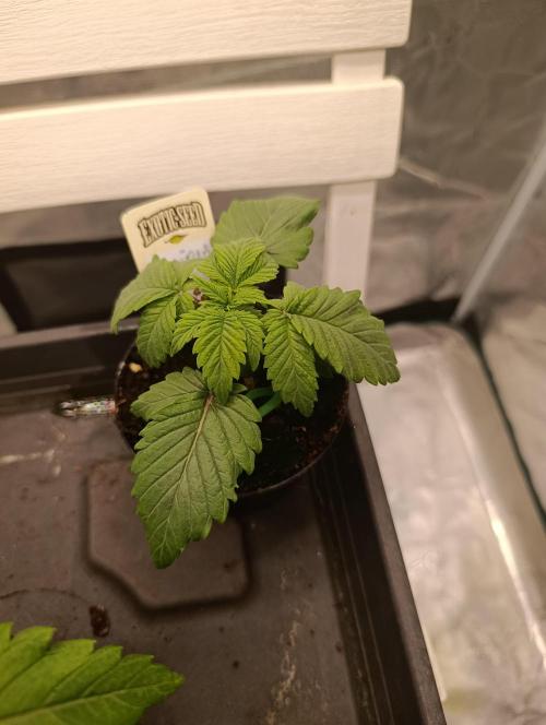 Zillions/Barney'S. Week 1