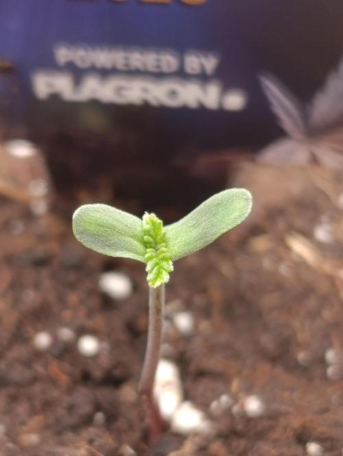 Eternity Grow cup 2026 /Sticky broccoli. Week 1