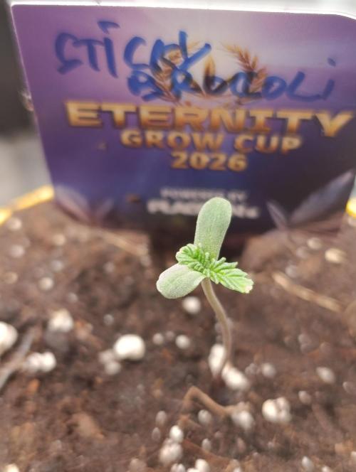 Eternity Grow cup 2026 /Sticky broccoli. Week 1