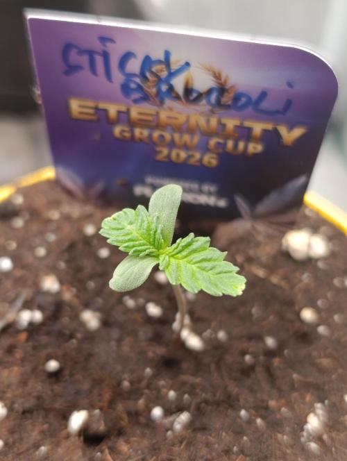 Eternity Grow cup 2026 /Sticky broccoli. Week 1
