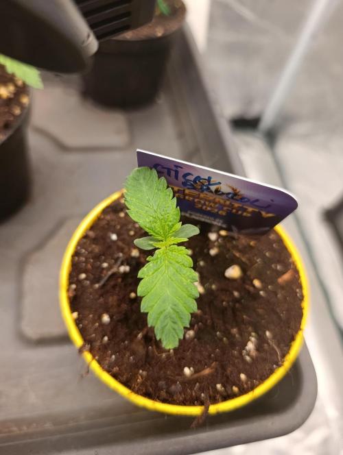 Eternity Grow cup 2026 /Sticky broccoli. Week 1