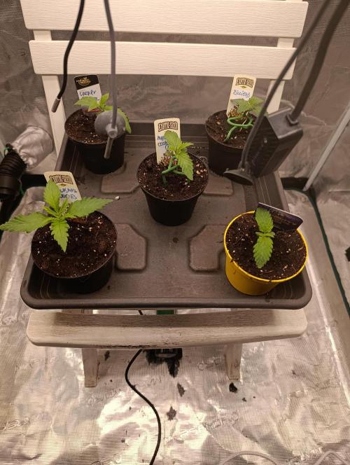 Eternity Grow cup 2026 /Sticky broccoli. Week 1