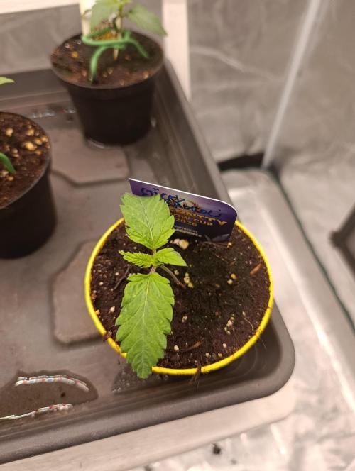 Eternity Grow cup 2026 /Sticky broccoli. Week 1