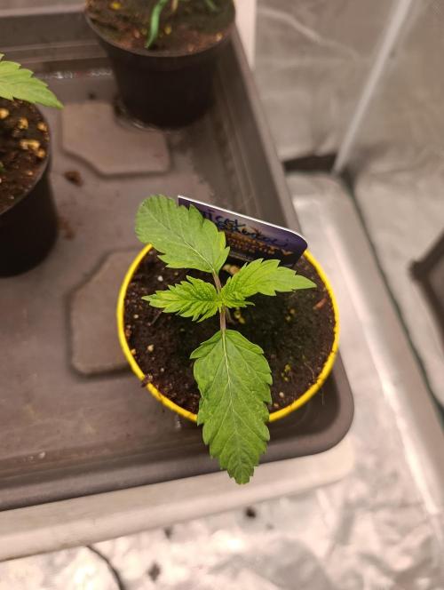 Eternity Grow cup 2026 /Sticky broccoli. Week 1