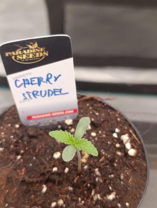 Cherry strudel Sherbisnky/Sensi seeds. Week 1