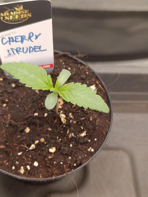 Cherry strudel Sherbisnky/Sensi seeds. Week 1