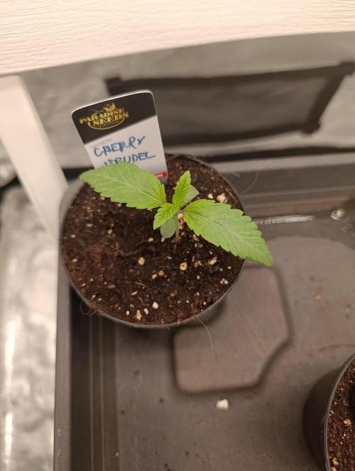 Cherry strudel Sherbisnky/Sensi seeds. Week 1