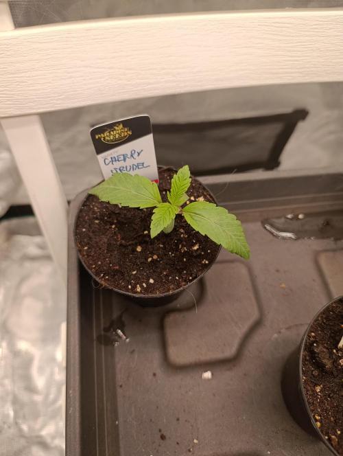 Cherry strudel Sherbisnky/Sensi seeds. Week 1
