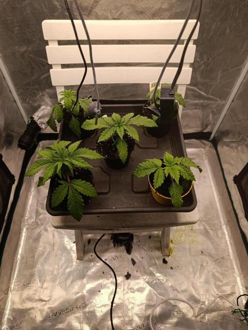 Cherry strudel Sherbisnky/Sensi seeds. Week 1