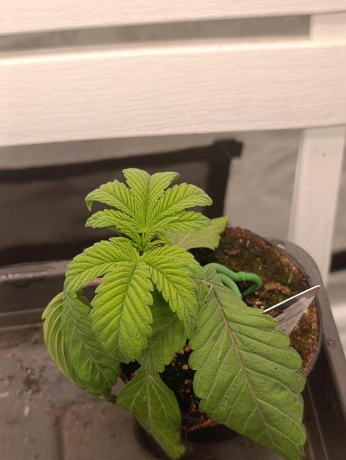 Cherry strudel Sherbisnky/Sensi seeds. Week 1