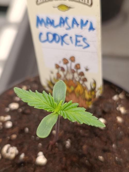 Malasana cookies/Exotic seeds. Week 1