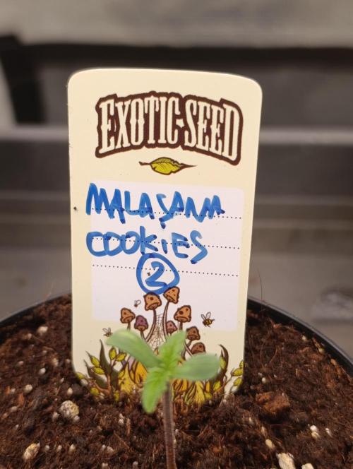 Malasana cookies/Exotic seeds. Week 1