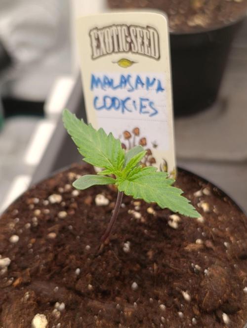 Malasana cookies/Exotic seeds. Week 1
