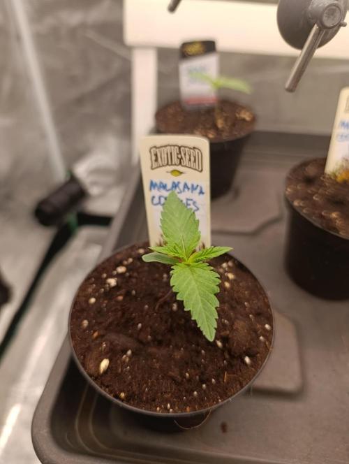 Malasana cookies/Exotic seeds. Week 1