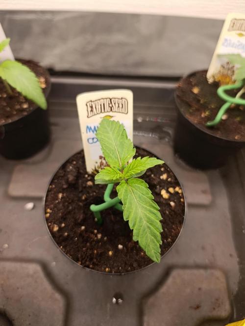 Malasana cookies/Exotic seeds. Week 1