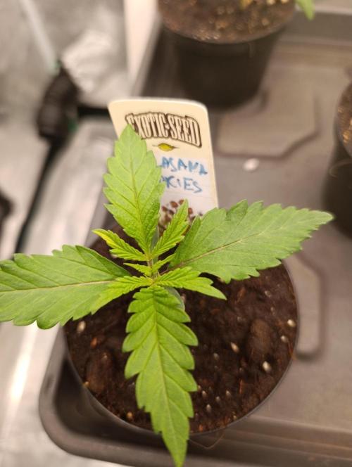 Malasana cookies/Exotic seeds. Week 1