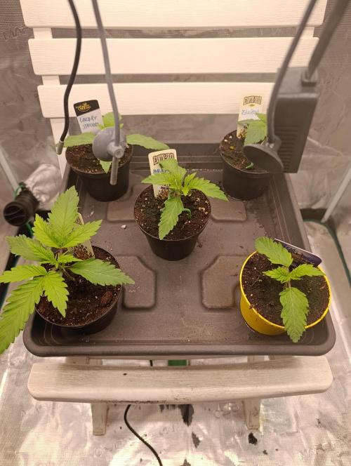 Malasana cookies/Exotic seeds. Week 1